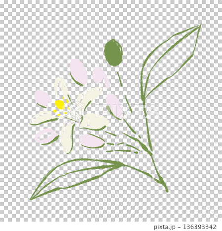 レモンの花と蕾のイラスト 白く可憐な花と緑の葉のボタニカル素材 136393342