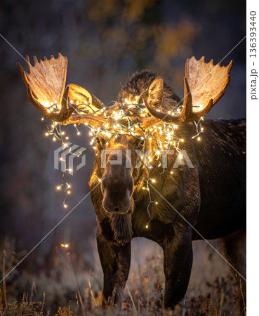 A large bull moose stands looking embarrassed with Christmas lights tangled messily in its massive antlers. A large bull moose stands looking embarrassed with Christmas lights tangled messily in its massive antlers. 136393440
