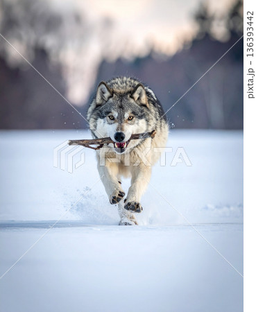 A majestic gray wolf loses its dignity while sliding ungracefully across a frozen river chasing a stick. A majestic gray wolf loses its dignity while sliding ungracefully across a frozen river chasing a stick. 136393442