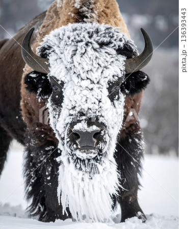 A massive bison stands with a huge comical beard made entirely of accumulated snow and ice. 136393443