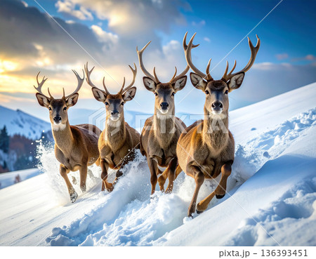 Four deer look completely bewildered as they slide uncontrollably down a steep icy hill on their bellies. Four deer look completely bewildered as they slide uncontrollably down a steep icy hill on their bellies. 136393451