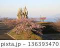 御立岬公園展望台の手前にかわずさくら 136393470