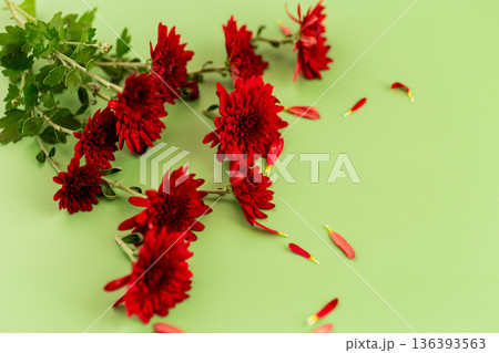 Fresh red flowers of chrysanthemum with natural green backdrop Fresh red flowers of chrysanthemum with natural green backdrop 136393563