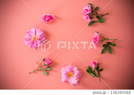 Branches of pink roses on pastel background from above Branches of pink roses on pastel background from above 136393568