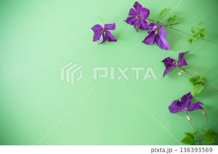 blooming clematis isolated from above on greeting background blooming clematis isolated from above on greeting background 136393569