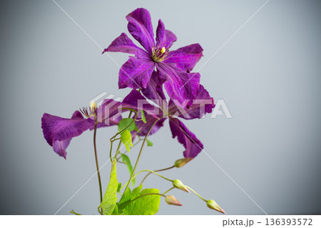 delicate purple clematis isolated on gray background delicate purple clematis isolated on gray background 136393572