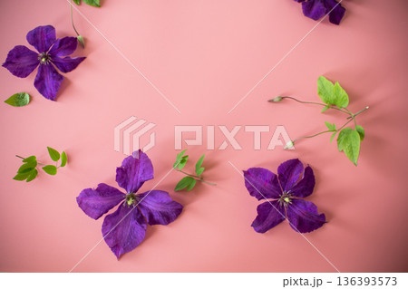 delicate purple clematis top view on pink background delicate purple clematis top view on pink background 136393573