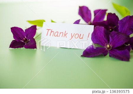 Purple clematis flower from above on green backing Purple clematis flower from above on green backing 136393575