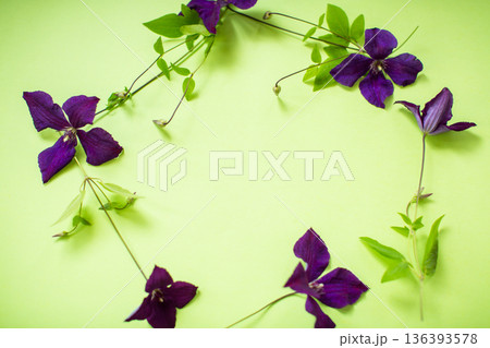 Bright purple clematis on natural green background 136393578