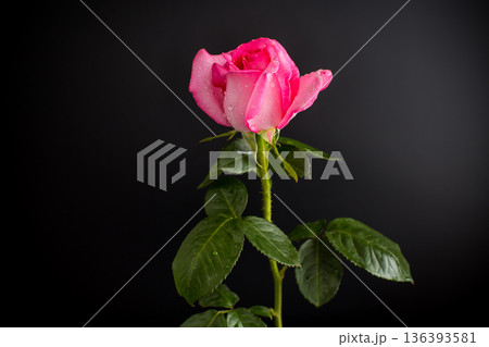 Isolated pink rose on black background 136393581