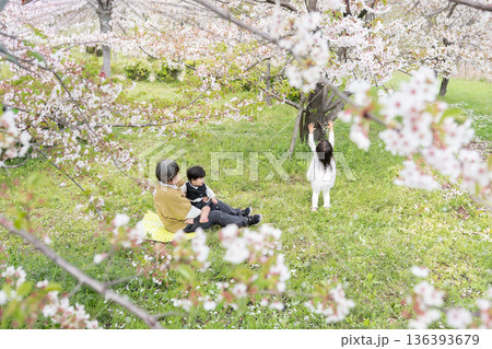 桜の下で花見をする家族 桜の下で花見をする家族 136393679