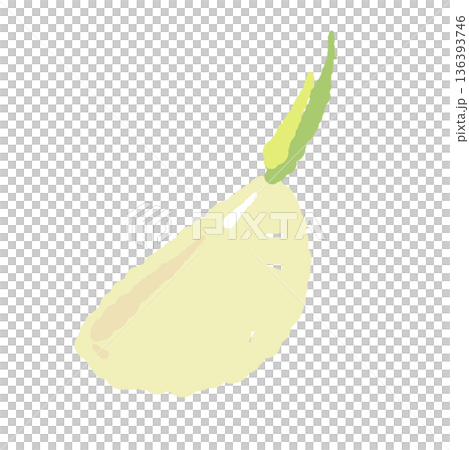 半分に切ったにんにくの一片のイラスト 芯や芽が見える断面素材 半分に切ったにんにくの一片のイラスト 芯や芽が見える断面素材 136393746