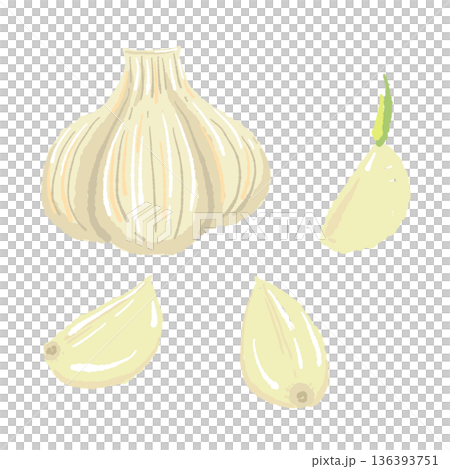 にんにくのホールと一片のセットイラスト 丸ごとと小分けの組み合わせ素材 136393751