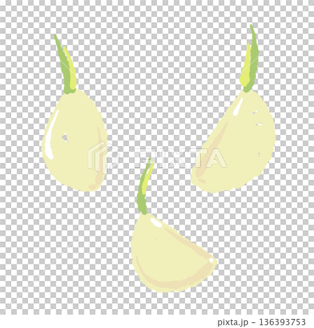 芽が出たにんにくのセットイラスト 調理や栽培イメージに適した発芽素材 136393753