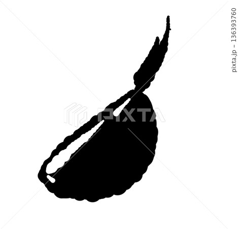 半分に切ったにんにくの一片のモノクロイラスト 芯や芽が見える断面シルエット 136393760