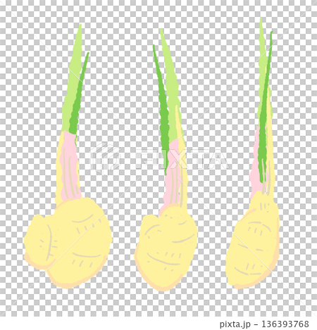 葉薑(谷中薑)插圖,新鮮嫩薑帶莖。 葉薑(谷中薑)插圖,新鮮嫩薑帶莖。 136393768