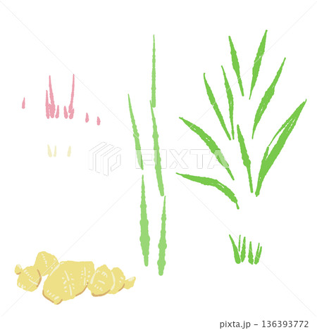 生姜の栽培・成長パーツセット 葉・茎・根・芽の植物イラスト 生姜の栽培・成長パーツセット 葉・茎・根・芽の植物イラスト 136393772