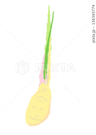 葉生姜（谷中生姜）の一本のイラスト 茎が赤い新鮮な生姜素材 136393774