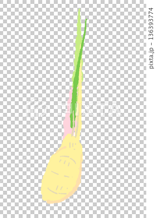 葉生姜（谷中生姜）の一本のイラスト 茎が赤い新鮮な生姜素材 136393774