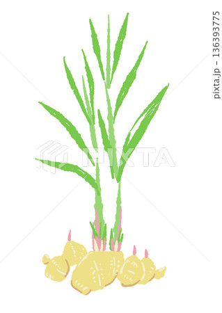 葉が茂った生姜の株のイラスト 畑で育っている状態の植物画 136393775