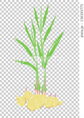 田野中生長的綠葉薑植株插圖 136393775