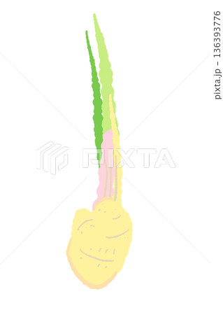 茎を短く切った葉生姜のイラスト 調理前の新鮮な生姜素材 茎を短く切った葉生姜のイラスト 調理前の新鮮な生姜素材 136393776