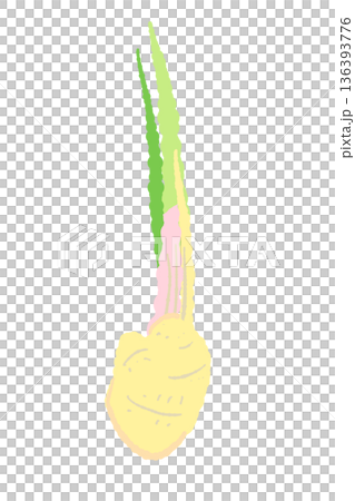 茎を短く切った葉生姜のイラスト 調理前の新鮮な生姜素材 茎を短く切った葉生姜のイラスト 調理前の新鮮な生姜素材 136393776