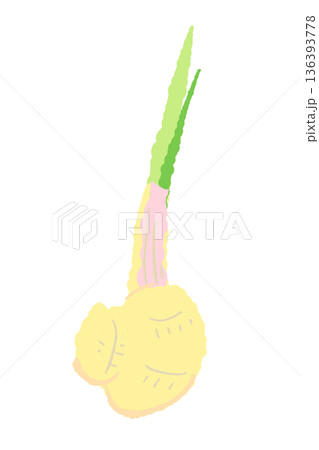 新鮮な葉生姜のイラスト 茎の付け根が赤い若採り生姜 136393778