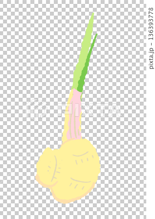 新鮮な葉生姜のイラスト 茎の付け根が赤い若採り生姜 136393778