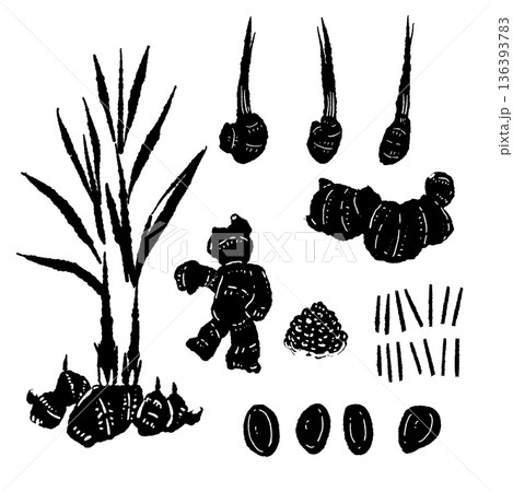 生姜のモノクロイラストバリエーションセット 葉生姜・根生姜・カットの詰め合わせ 136393783