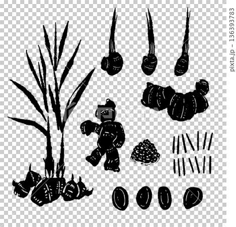 Ginger monochrome illustration variation set: Assortment of leaf ginger, root ginger, and cut ginger 136393783