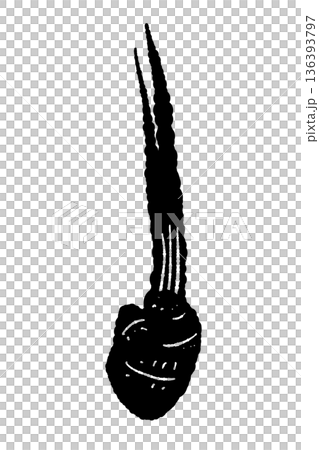 茎を短く切った葉生姜のモノクロイラスト 調理前の若い生姜シルエット 茎を短く切った葉生姜のモノクロイラスト 調理前の若い生姜シルエット 136393797