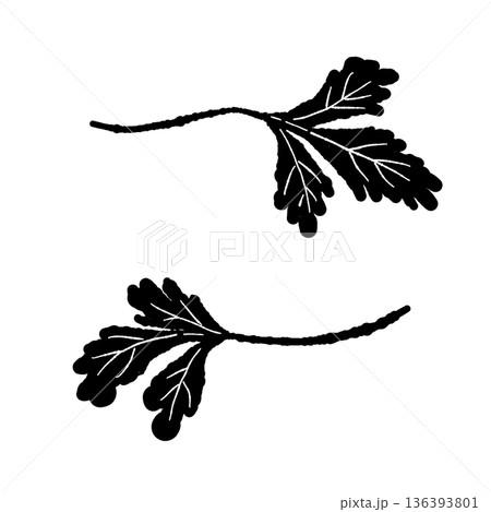 二枚のパクチーの葉のモノクロイラスト 料理のトッピング用シルエット 136393801