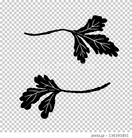 二枚のパクチーの葉のモノクロイラスト 料理のトッピング用シルエット 136393801