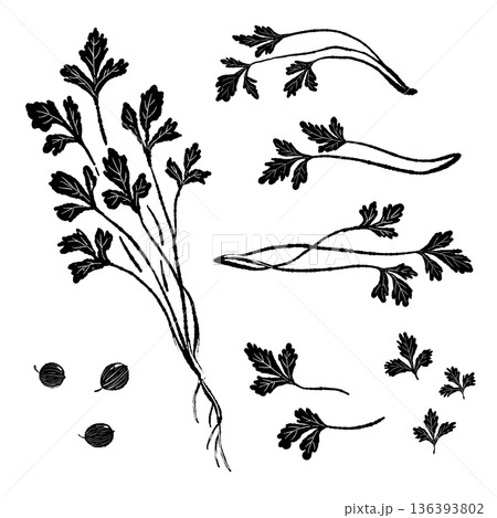 パクチーのモノクロイラストバリエーションセット 葉・茎・種・根の詰め合わせ パクチーのモノクロイラストバリエーションセット 葉・茎・種・根の詰め合わせ 136393802