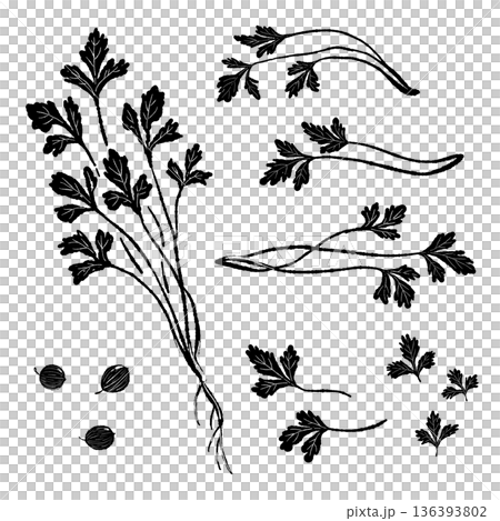 パクチーのモノクロイラストバリエーションセット 葉・茎・種・根の詰め合わせ パクチーのモノクロイラストバリエーションセット 葉・茎・種・根の詰め合わせ 136393802