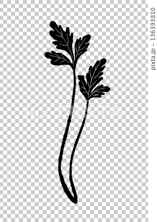 二本並んだパクチーの茎のモノクロイラスト すらりとしたハーブのカット素材 二本並んだパクチーの茎のモノクロイラスト すらりとしたハーブのカット素材 136393810