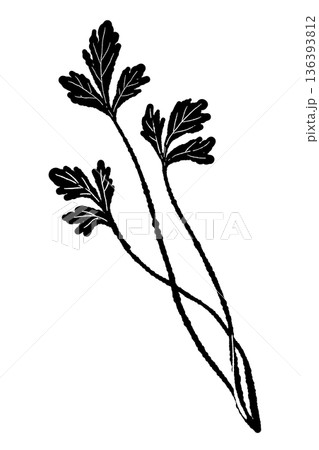 二本のパクチーのモノクロイラスト 味わいのある手書き風ハーブシルエット 136393812