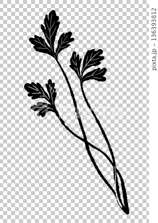 二本のパクチーのモノクロイラスト 味わいのある手書き風ハーブシルエット 136393812