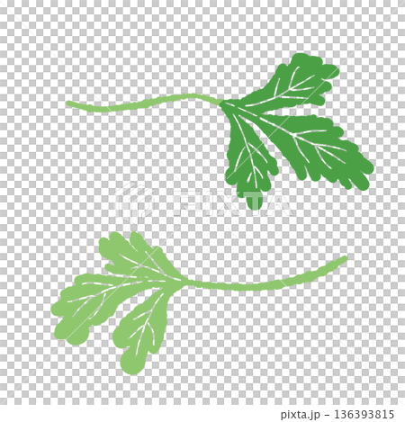 兩片香菜葉的示意圖。新鮮香草,適合為菜餚增添色彩和作為食材。 兩片香菜葉的示意圖。新鮮香草,適合為菜餚增添色彩和作為食材。 136393815