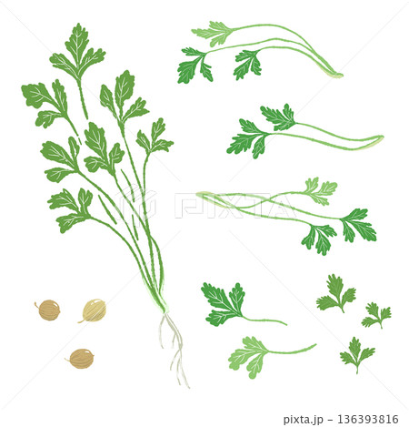 パクチーのバリエーションセット 葉・茎・種・根の全部位詰め合わせイラスト 136393816