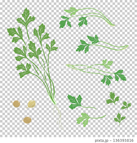 パクチーのバリエーションセット 葉・茎・種・根の全部位詰め合わせイラスト 136393816