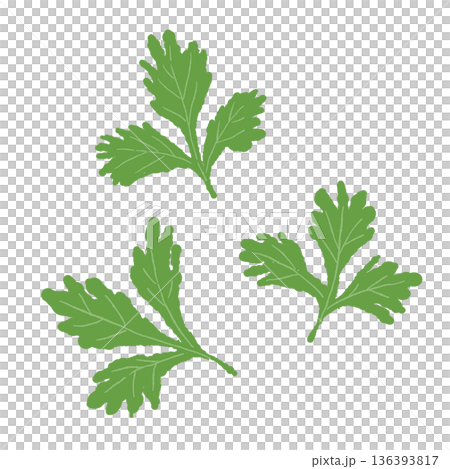 散落的香菜葉,沙拉和麵條配料示意圖 散落的香菜葉,沙拉和麵條配料示意圖 136393817