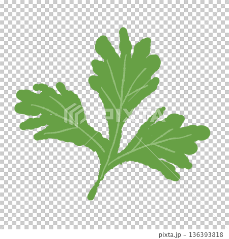 A close-up illustration of a fresh coriander leaf with a distinctive shape A close-up illustration of a fresh coriander leaf with a distinctive shape 136393818