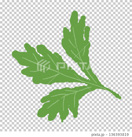 鮮豔翠綠的香菜葉插圖,民族美食圖示素材 鮮豔翠綠的香菜葉插圖,民族美食圖示素材 136393819