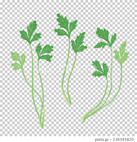 三根香菜莖的示意圖。可用作裝飾元素,增加菜餚的高度。 三根香菜莖的示意圖。可用作裝飾元素,增加菜餚的高度。 136393820
