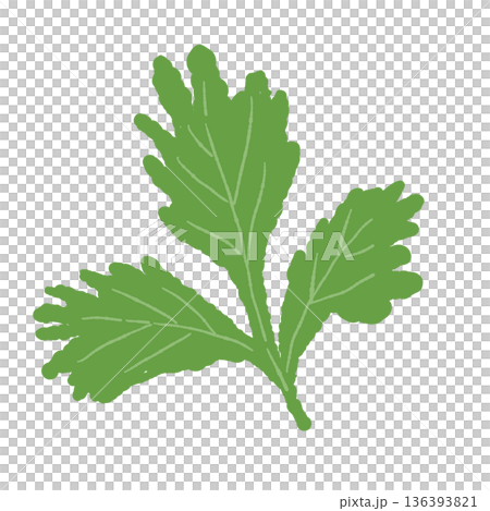 一張完全展開的香菜葉插圖，一種具有獨特香氣的香草原料 136393821