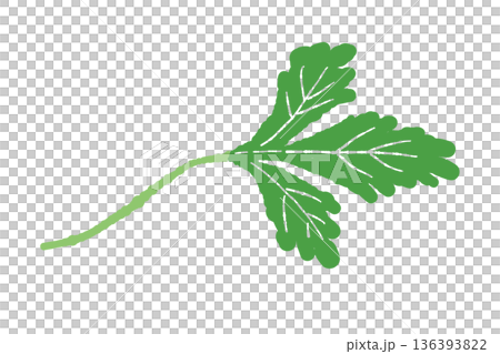 香菜葉的橫向插圖。適合用於動態設計的香草材料。 香菜葉的橫向插圖。適合用於動態設計的香草材料。 136393822