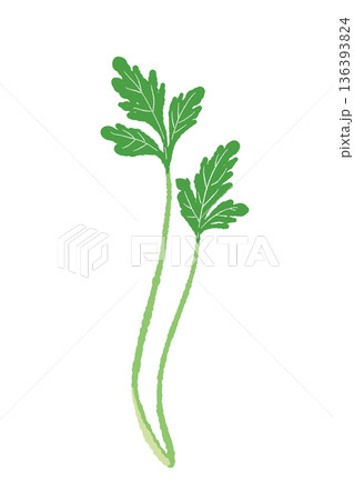二本並んだパクチーの茎のイラスト すらりとしたハーブのカット素材 136393824