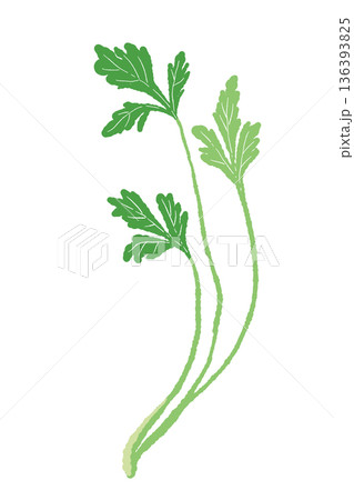 一本のパクチーの茎のイラスト シンプルで使いやすいハーブ素材 136393825